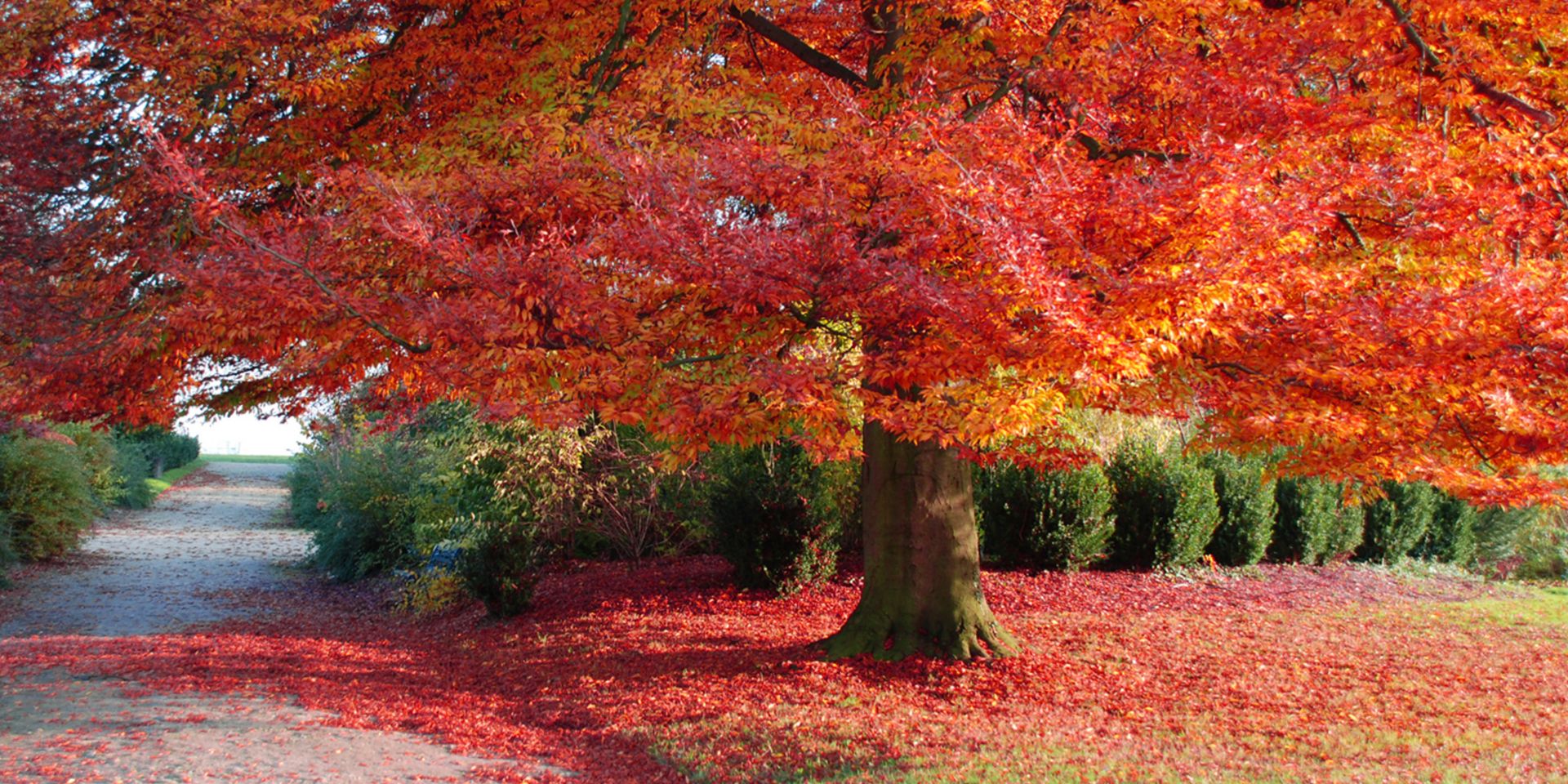 expansive tree in fall
