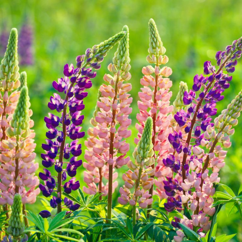 springtime flowers