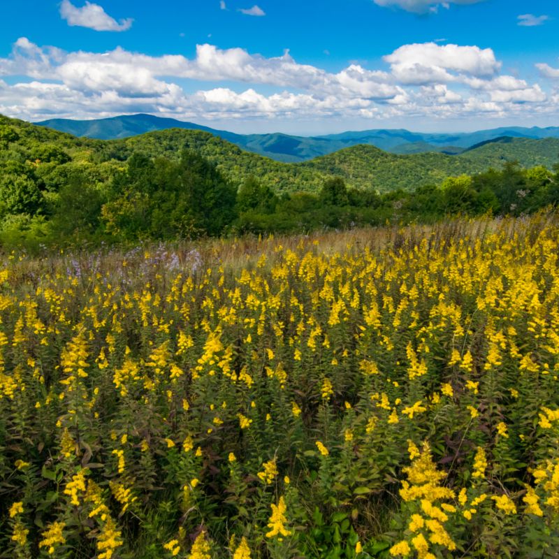 field of flowers with appalachian mountain backdrop